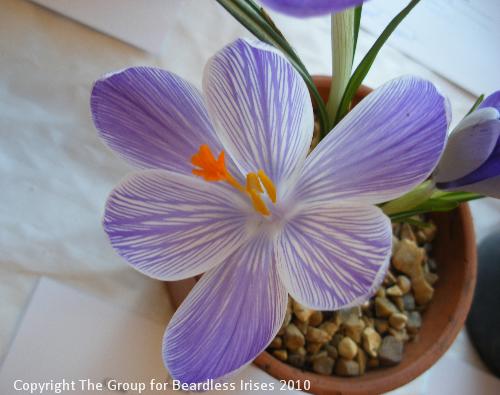05 Crocus cv 